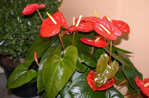 zdravé anthurium