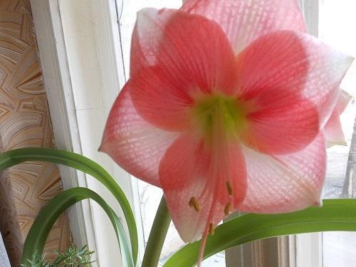 amaryllis ของผู้เขียน