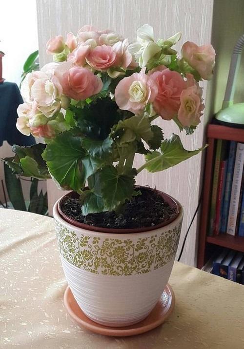 kwitnąca begonia elatior