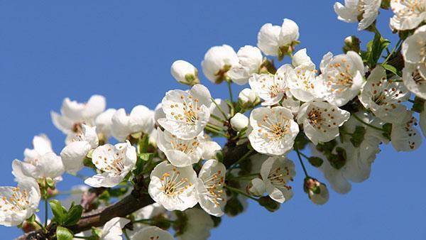 blomstrende søylekirsebær