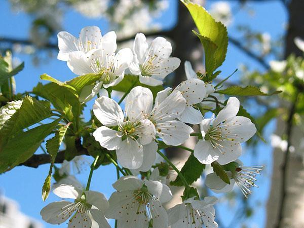 blomstring av Fatezha