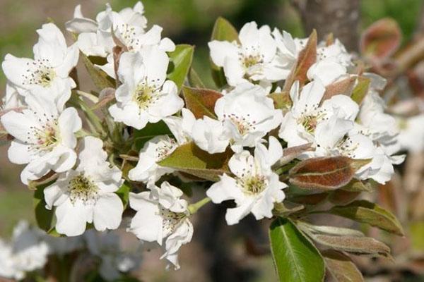 blomstrende pære Memory Zhegalov