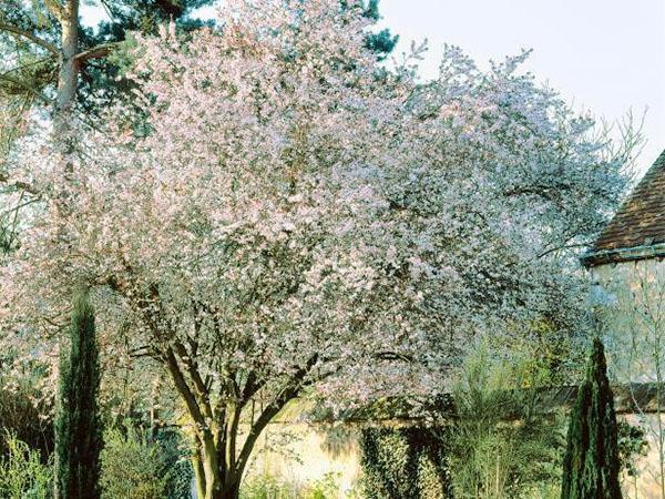 kirsebærblomster i forstedene