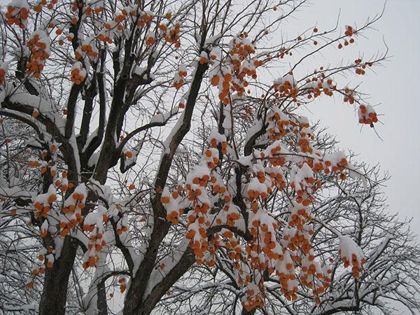 persimmon pokryta pierwszym śniegiem