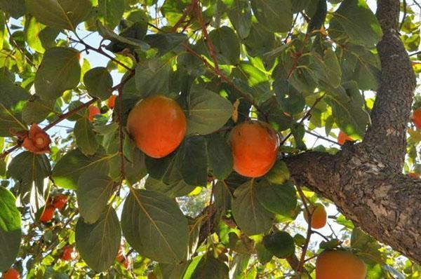 persimmon i hagene på Krim