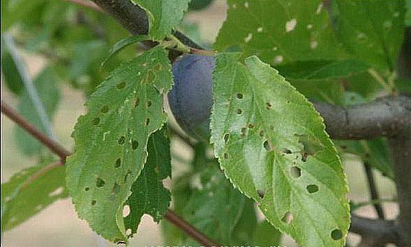 clotterosporium liści śliwki