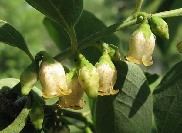 mannlige persimmonblomster