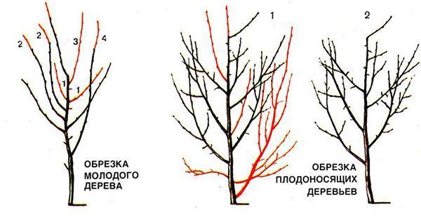 prořezávání mladého a plodného stromu