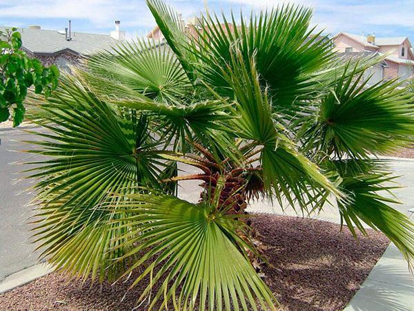 palmetre washingtonia i naturen