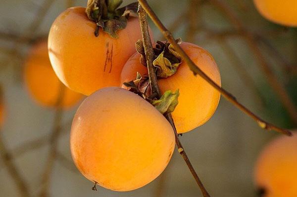 dojrzewa persimmon