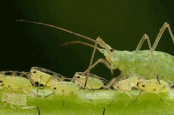 mszyce infekują gruszkę