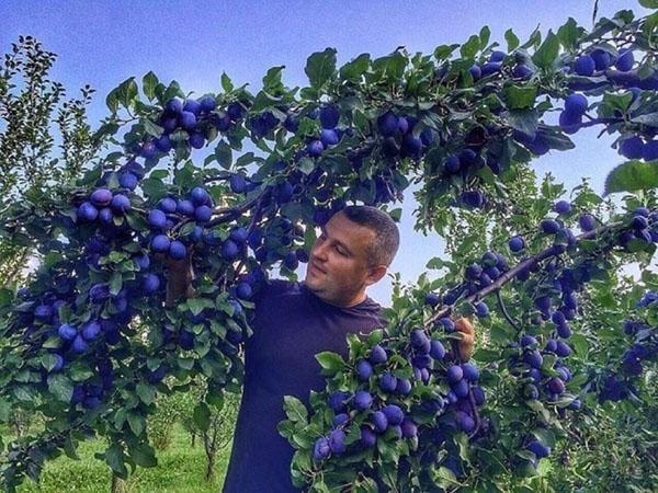 zbierać śliwki w ogrodzie na wsi