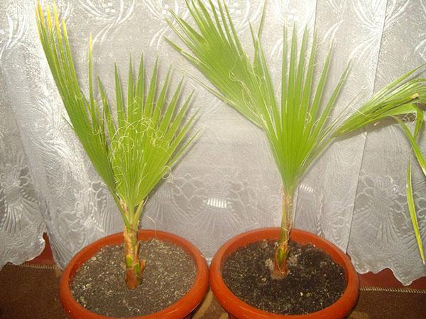 washingtonia ที่บ้าน