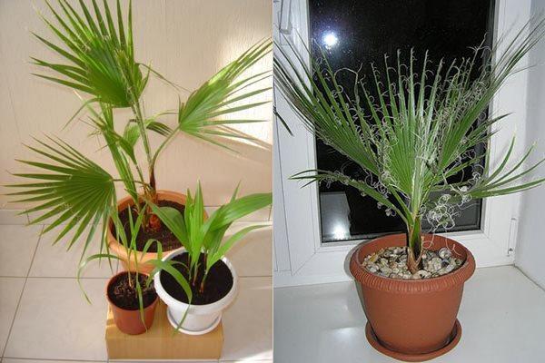 washingtonia i leiligheten