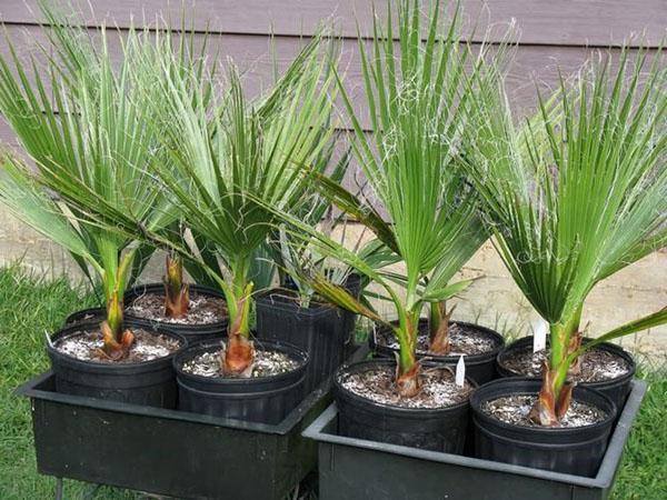 washingtonia i barnehagen