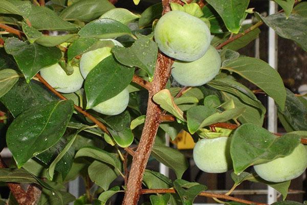 eggstokk og utvikling av persimmon frukt