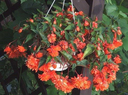 ampelous begonia