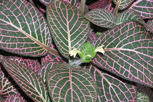 blomstrende fittonia