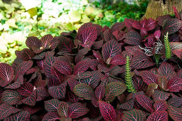 blomstrende fittonia