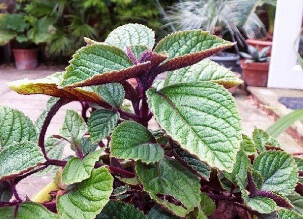 plectranthus ตกแต่ง