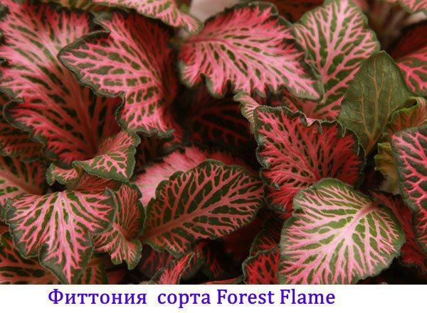 Fittonia skogflamme