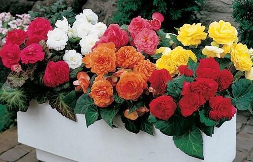 tuberous terry begonia