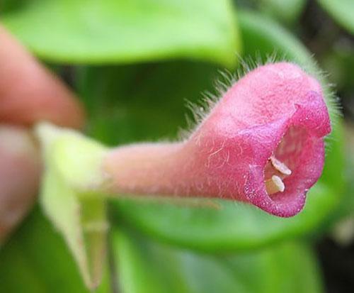 Nematanthus fritsch