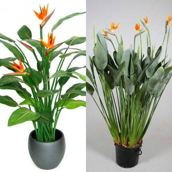 คุณสมบัติของการดูแล strelitzia