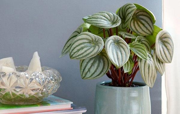 peperomia สีเงิน