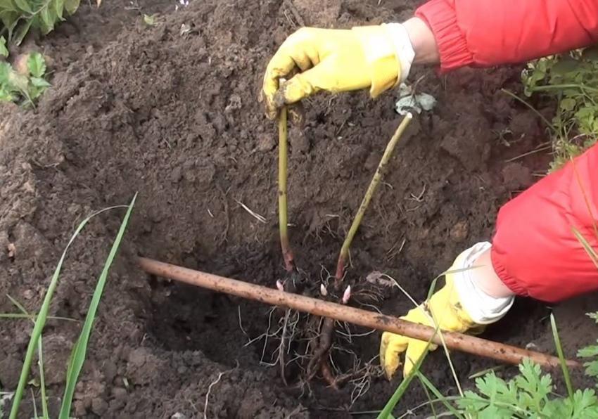 plante pioner om høsten