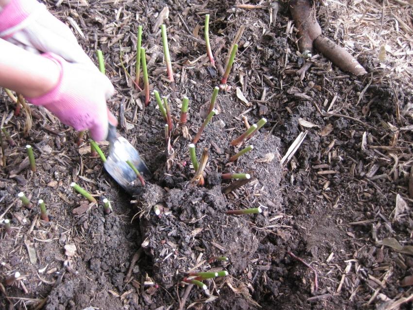 tidspunktet for høstplanting