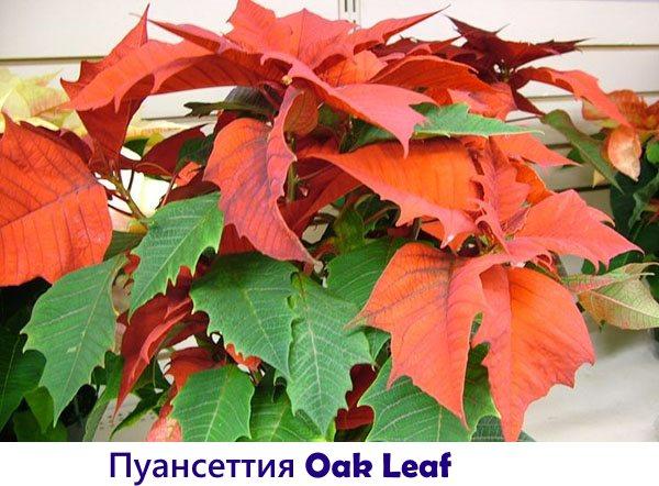 Liść dębu poinsettia