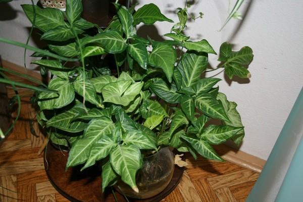 syngonium v ​​interiéru