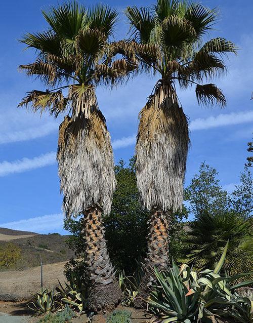 stará washingtonia