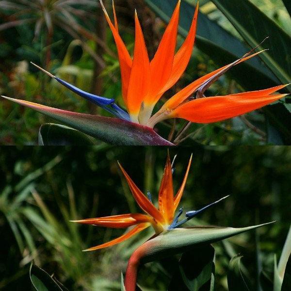 strelitzia ที่น่าตื่นตาตื่นใจ