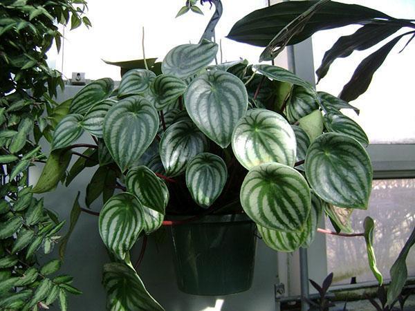 peperomia ที่ได้รับการดูแลเป็นอย่างดี