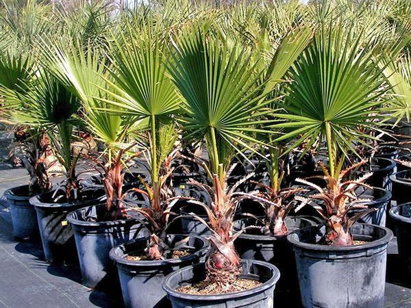 Washingtonia w przedszkolu