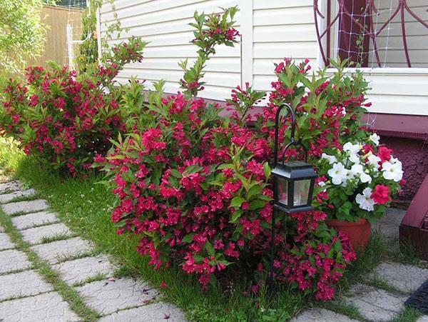 weigela ที่กระท่อมฤดูร้อนของพวกเขา