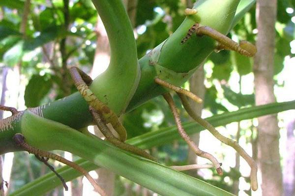 korzenie powietrzne syngonium