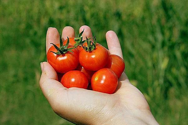 vi dyrker våre egne cherrytomater