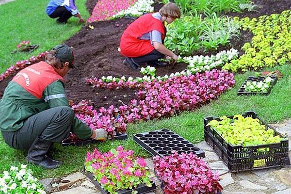 plante blomsterplanter