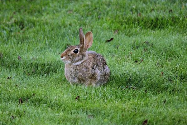 hare på sommerhuset