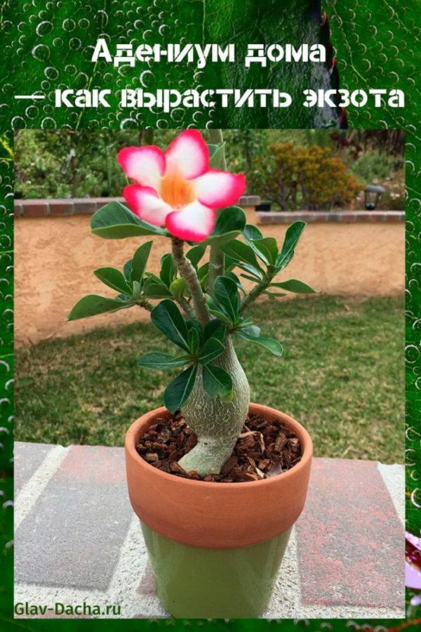 adenium kod kuće