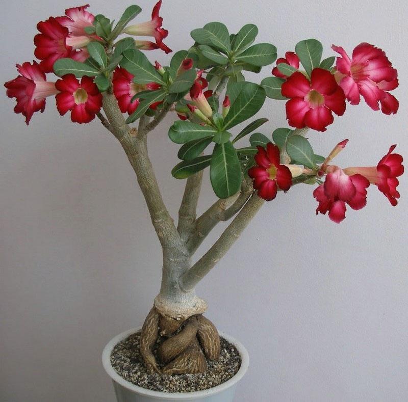 krásný adenium doma