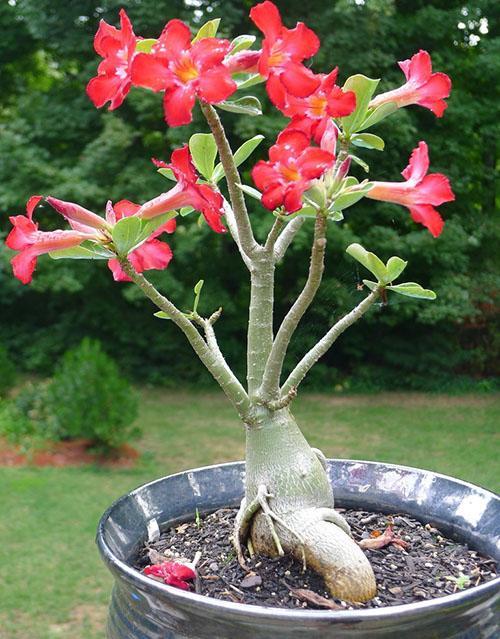 adenium obessum