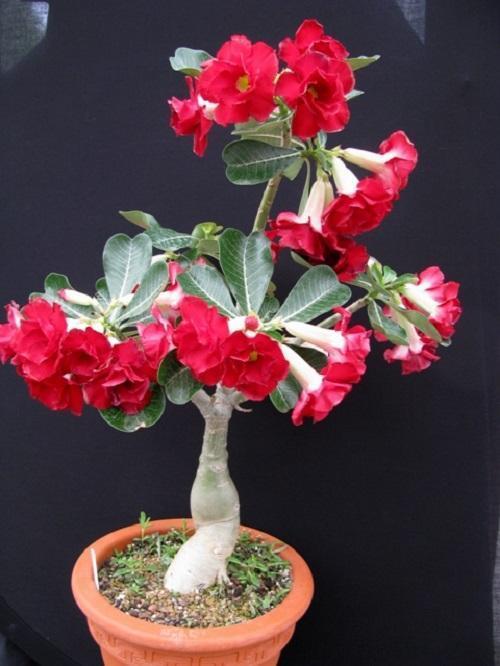 adenium