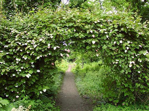 actinidia kolomikta ในประเทศ