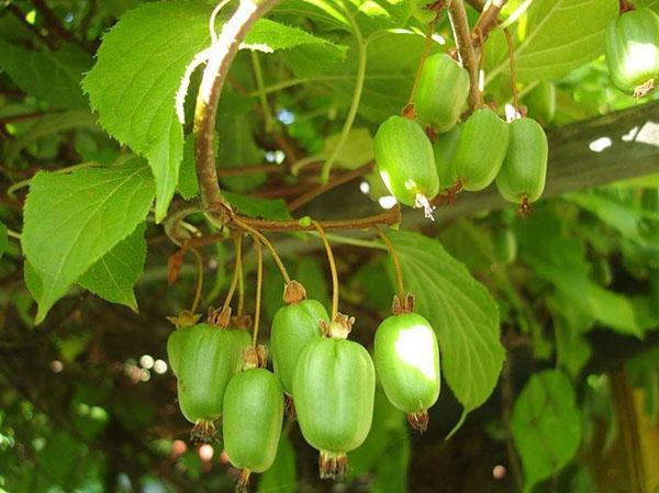 actinidia kolomikta na wsi