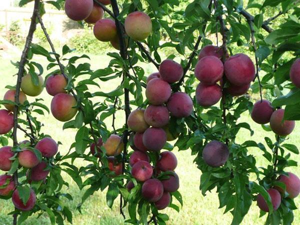 odrůda cherry plum Traveler