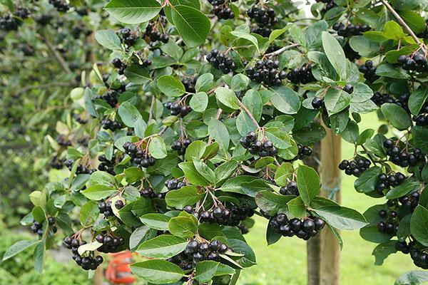 aronia w letnim domku